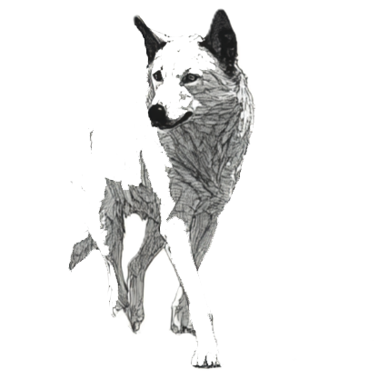 Village Dogs – An upcoming book